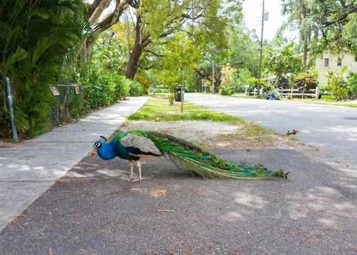 Peacock Villa 2 By Pmi